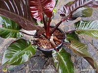 mature-philodendron-black-cardinal