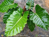 mature-philodendron-jungle-fever
