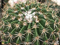 Melo-Curvispinus-White-Cap-Cactus3