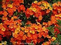 Mermalanda-Firebush2