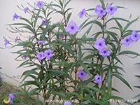Mexican-Petunia2