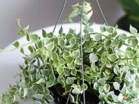 million-hearts-variegated