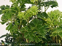 ming-aralia