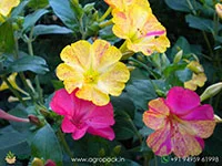 Mirabilis-Jalapa-Four-O-Clock-Flower7