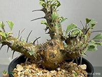 monsonia-crassicaulis