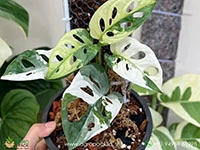 monstera-adansonii-albo