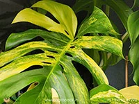 Monstera-Aurea-Variegated3
