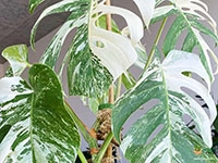 Monstera-Borsigiana-Variegata3