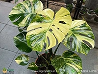 Monstera-Deliciosa-Yellow-Marilyn1