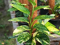 Monstera-Peru-Variegated5