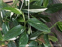 Monstera-Standleyana-Albo-Variegata3