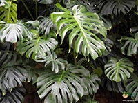 monstera-deliciosa