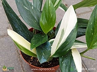 Monstera-standleyana-albo2