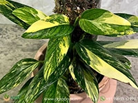 monstera-standleyana-aurea