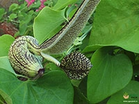 mottled-dutchmans-pipe