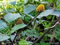 Mount-Atlas-daisy1