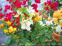 multi-grafted-bougainvillea