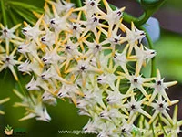 Multiflora-Shooting-Star-Hoya4