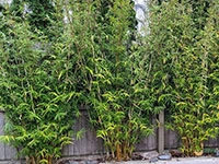 yellow-multiplex-bamboo