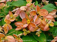 mussaenda-orange-marmalade