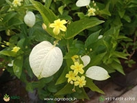 mussanda-yellow-mini