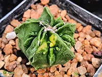 Myriostigma-Fukuryu-Variegated2