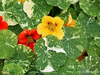 nasturtium-alaska