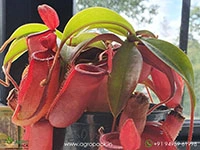 nepenthes-lady-luck-pitcher