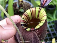nepenthes-ampullaria-black-miracle-carnivorous