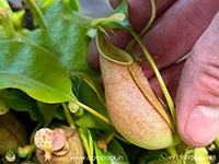 nepenthes-bicalcarata-carnivorous