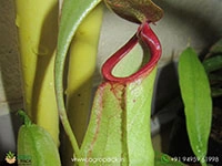 nepenthes-mirabilis-red-lips-carnivorous