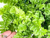 nephrolepis-exaltata-pom-pom-fern