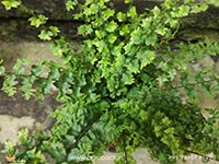 nephrolepis-exaltata-green-fantasy