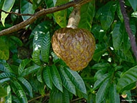 netted-custard-apple