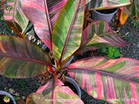 nono-pink-variegated-banana