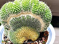 notocactus-scopa-crest