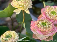 octopus-tropical-lotus