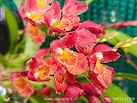Oncidium-Lava-Burst-Orchid2