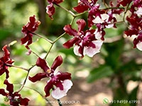 Oncidium-Sharry-Baby-Orchid5