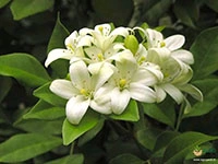 orange-jasmine