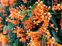 orange-trumpet-vine