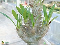 pachypodium-inopinatum