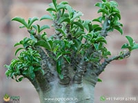 pachypodium-saundersii