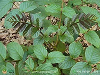 Pajanelia-longifolia-pajanelia1