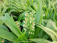 Palmita4