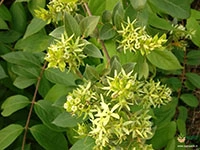 paper-flower-climber