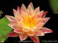 paranee-water-lily