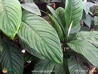 peace-lily-sensation