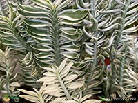 pedilanthus-variegated