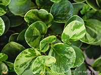 peperomia-marble